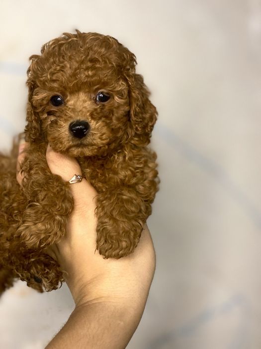 Мальтипу оригинал чудесный мини малыш