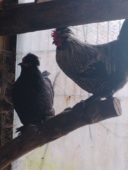 Parka kurek czubatek