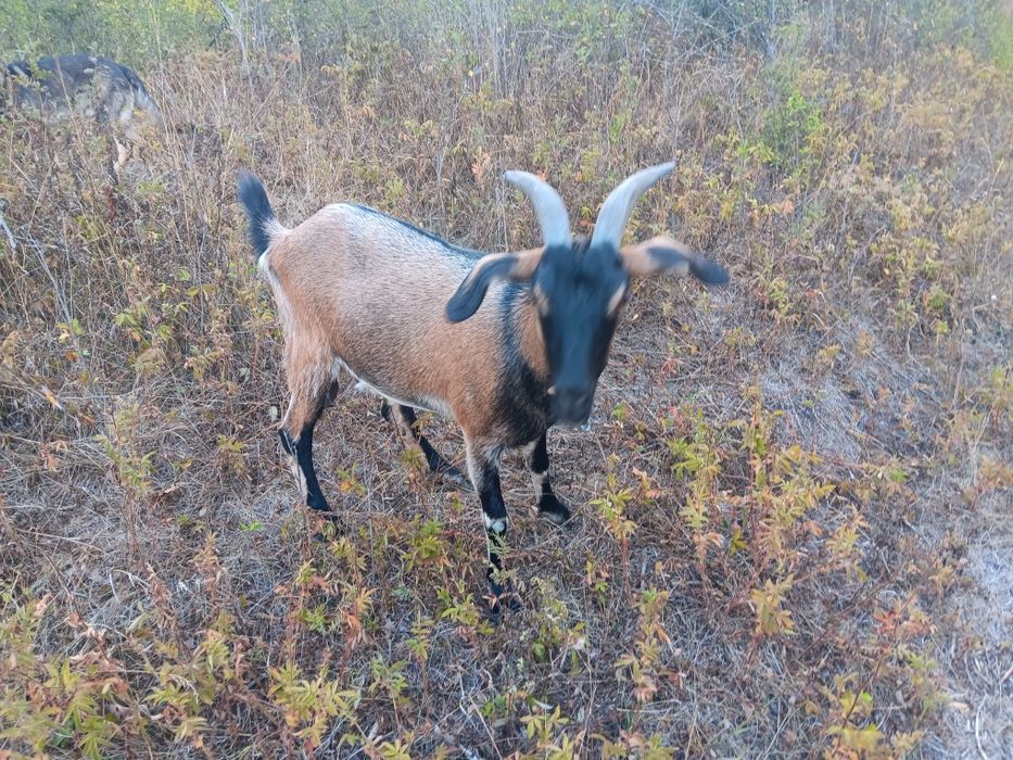 Продам козочку  первокотка