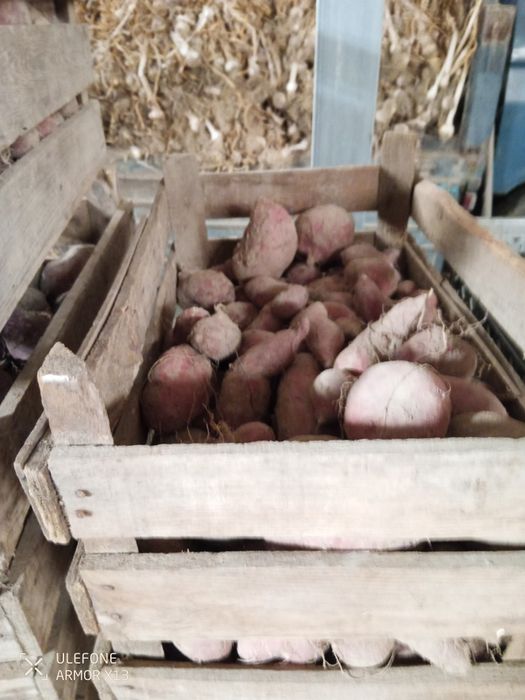 Batata doce venda au poblico