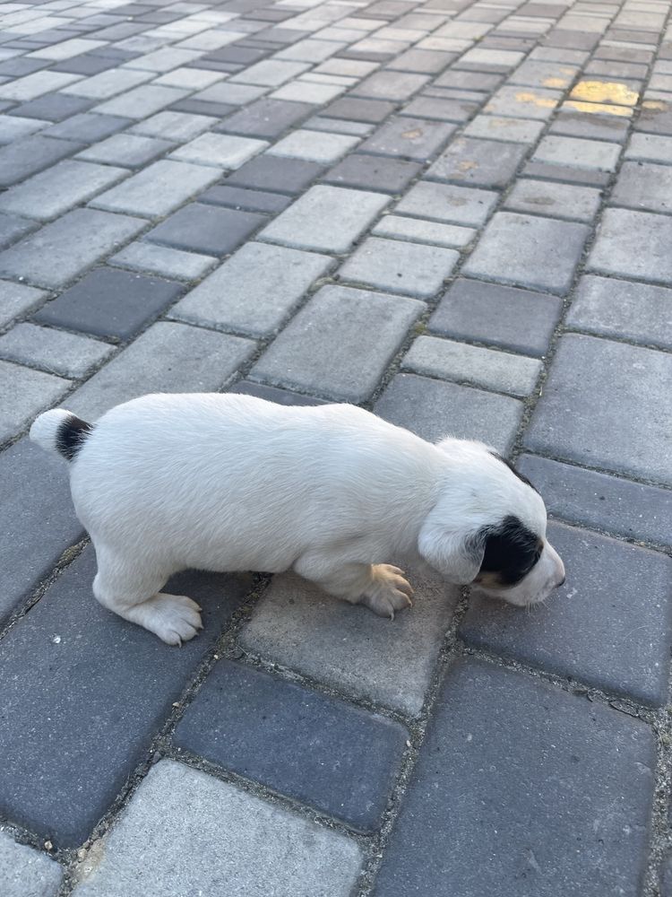 Jack Russel Terrier pies szczeniak