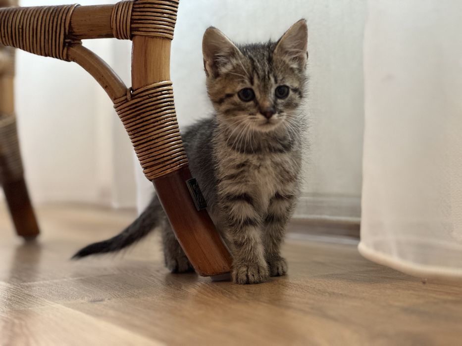 Котики в добрі руки