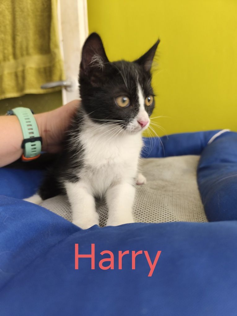 Pięć kocurków do adopcji