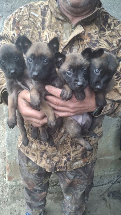 Продаються Щенки малинуа бельгійстка вівчарка