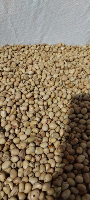 Bobik Bobas rok po centrali oczyszczony