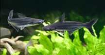 GB Sum rekini (Pangasianodon hypophthalmus)