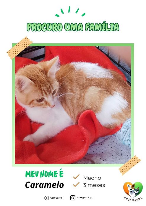 Gatinhos bebés para adoção