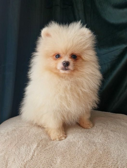 Szpic Miniaturowy-Piesek- Pomeranian