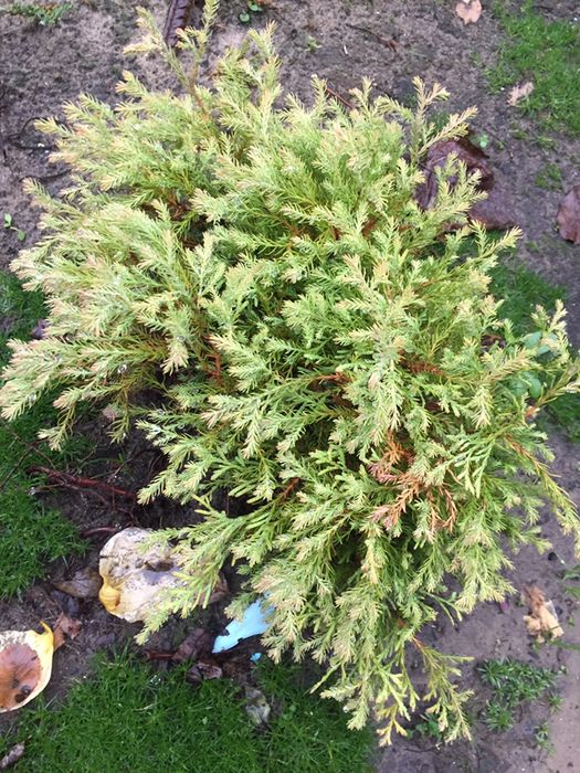 Самшит, ялівець, туя, пухироплодник, вейгела, гейхера продажа