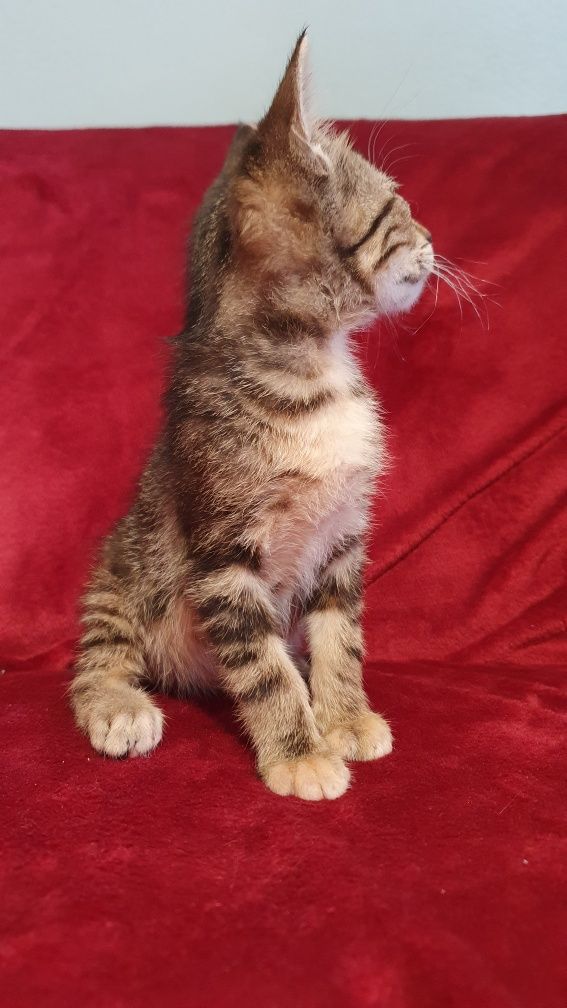 Gatinho para adopção responsável