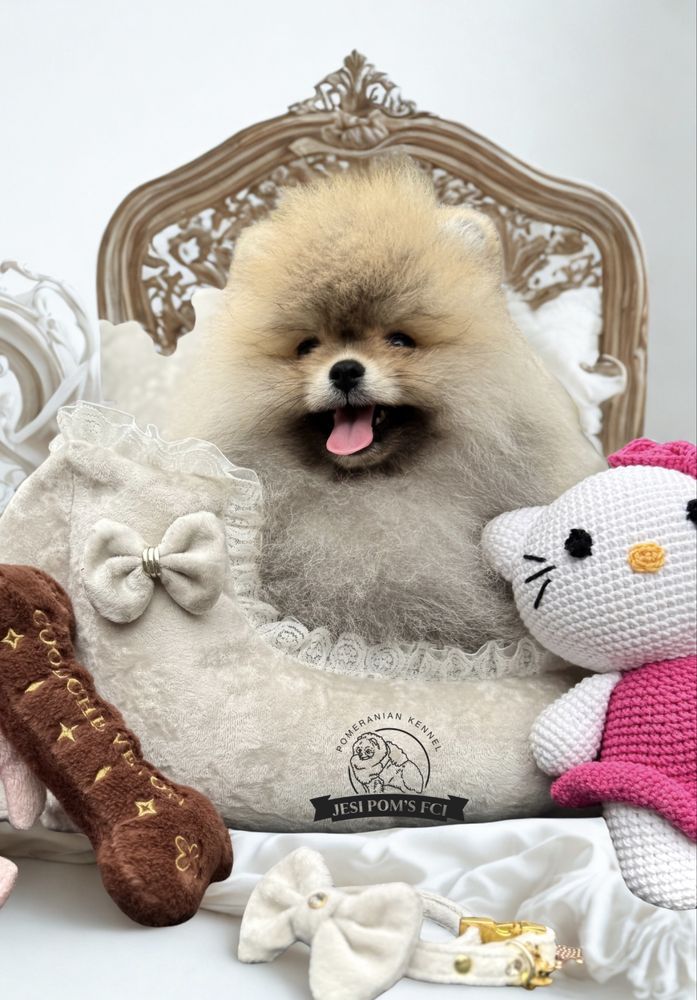 Pomeranian Szpic Miniaturowy FCI Wyjątkowa piękność