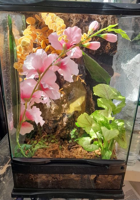 Terrarium 30x30x50 exoterra mcgravia gekon
