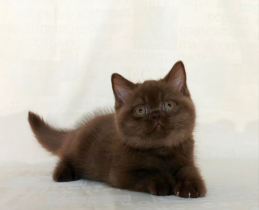 Розплідник чистокровних короткошерстих британських кішок