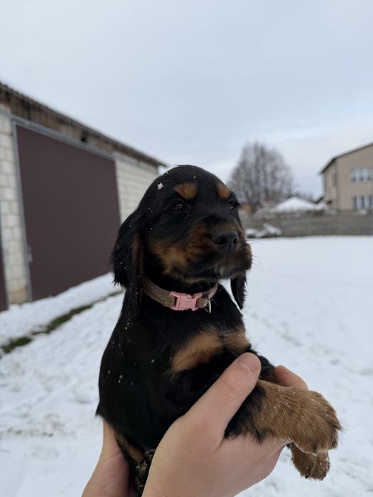Cocker Spaniel Angielski