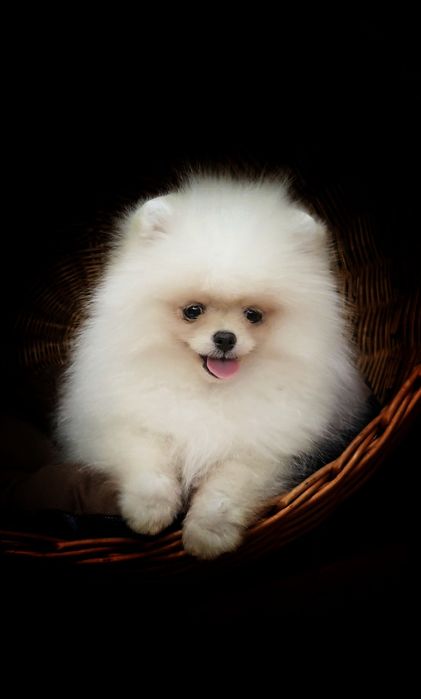 Маленький світлий комочок щастя! Дуже ніжний і грайливий, обожнює діто