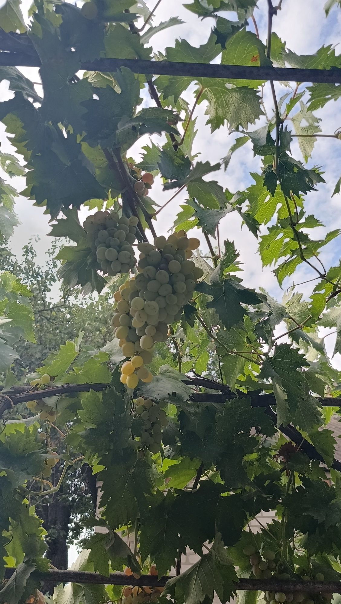 Продам виноград очень сладкий