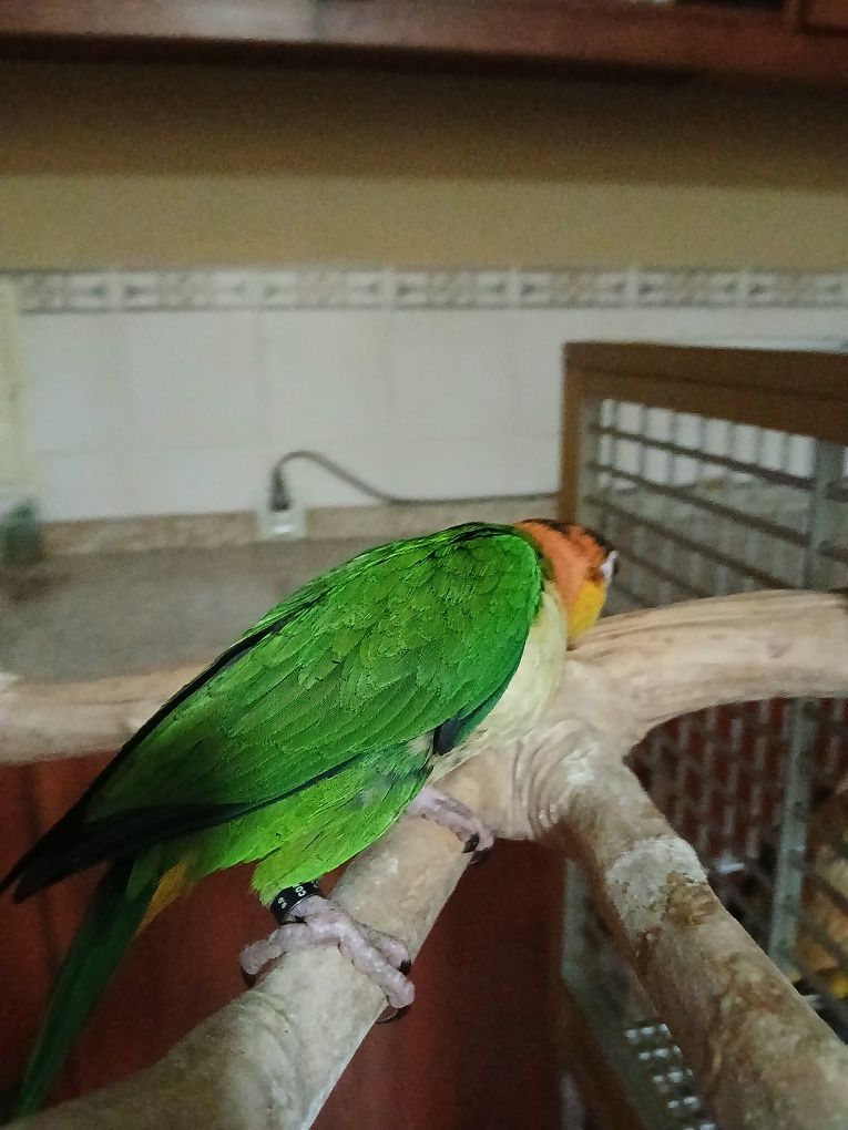 Pionites leucogaster leucogaster