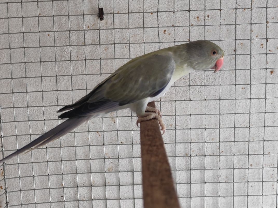 Ring necks opalinos, cc e outros