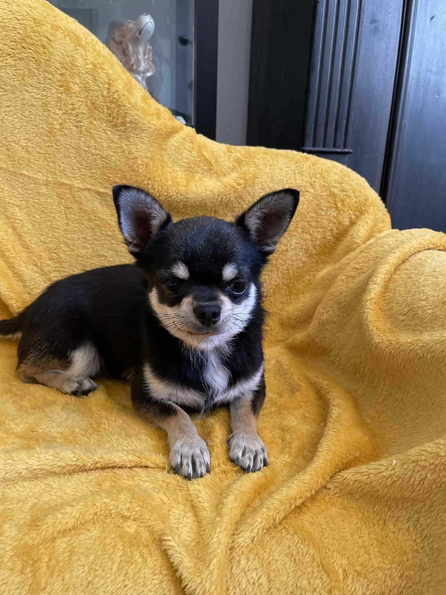 Chihuahua krótkowłosa ZKwP piesek roczny