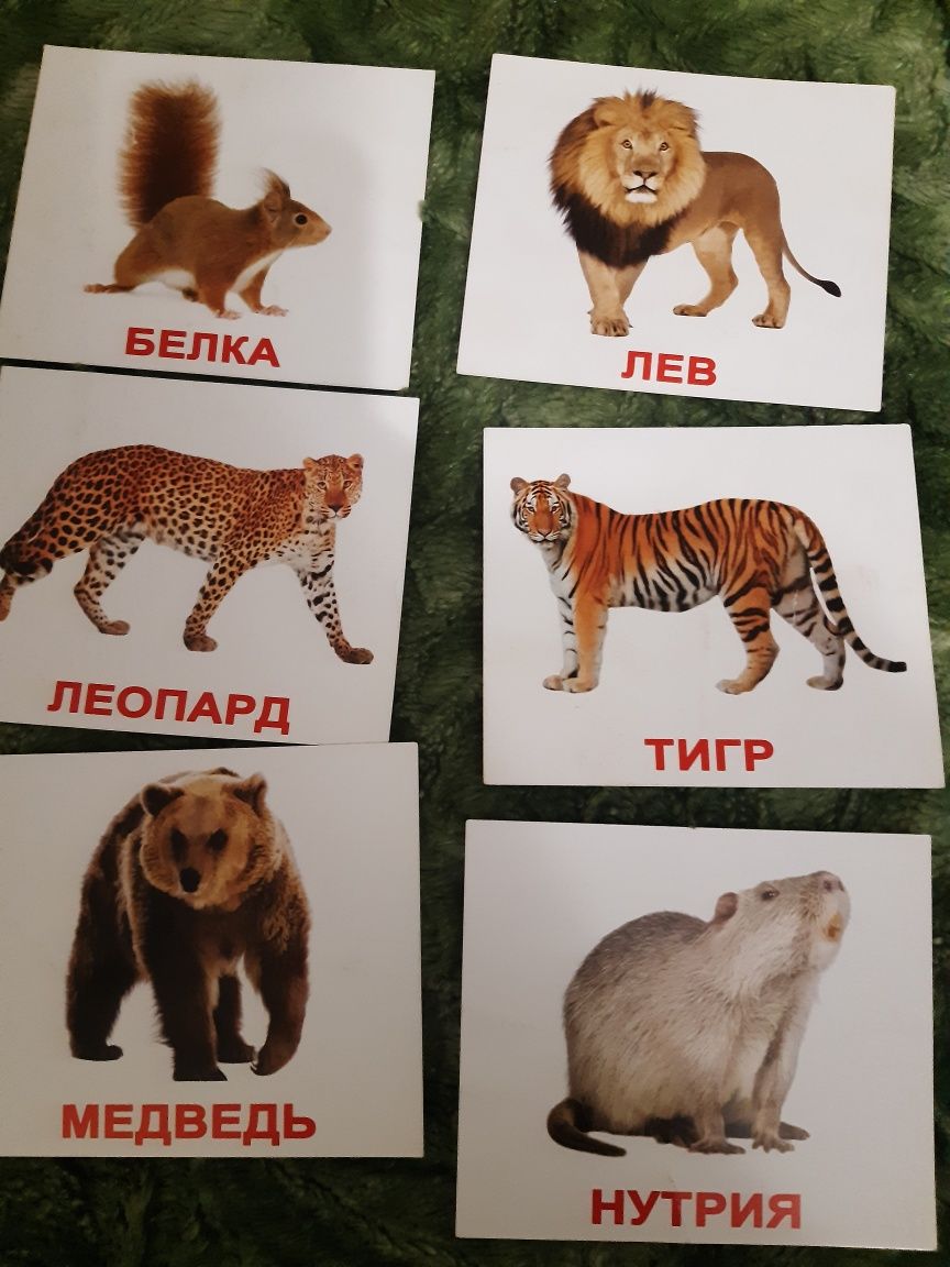 Карточки Домана развивающие1+