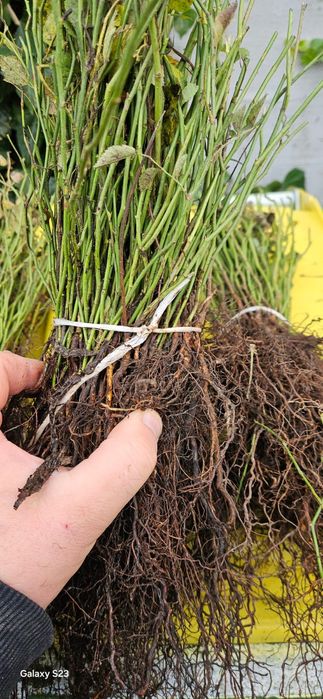 Podkładka róży pikówka multiflora