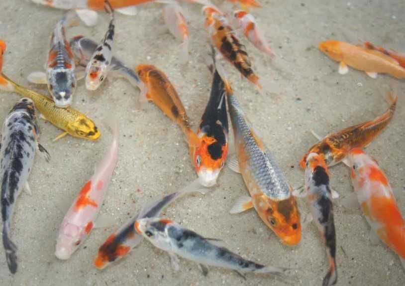 Karp KOI ok.15cm - Dostępne od ręki na miejscu