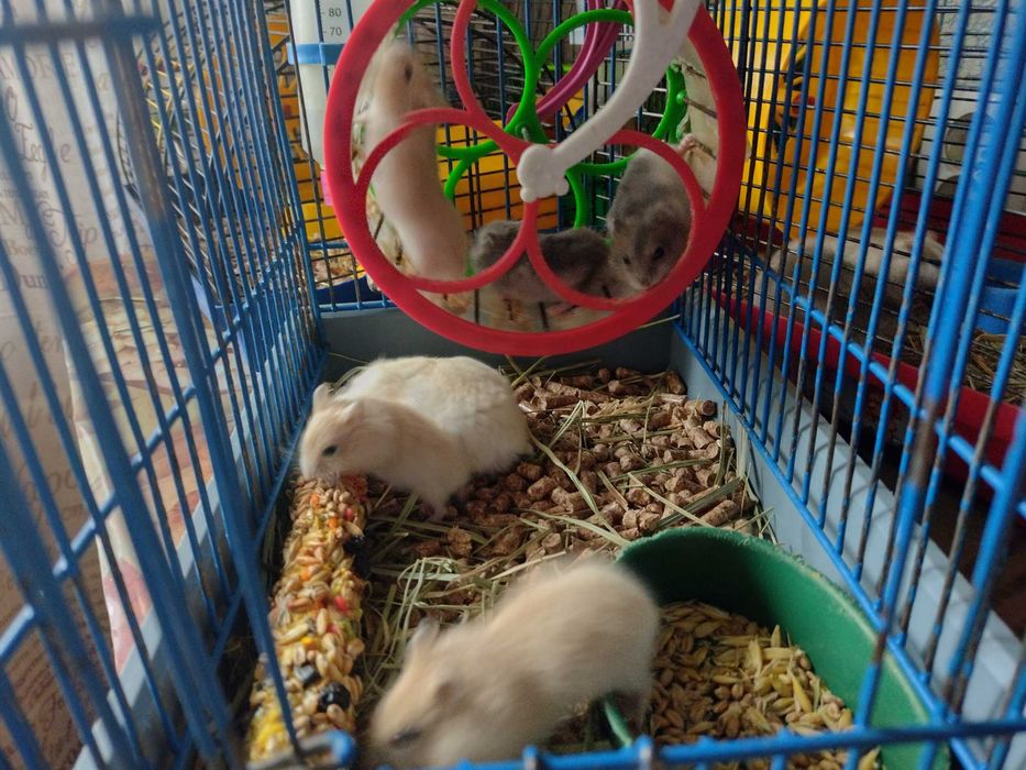 Джунгарики, джунгарский хомячок. масив Леваневского.