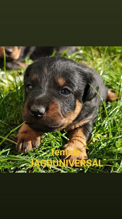 Ягдтер'єр цуценята