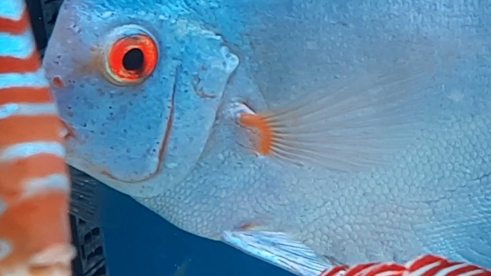 Discus Europeus Stendeker, piowasky