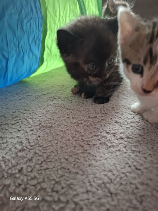 Oddam koty za darmo !!!