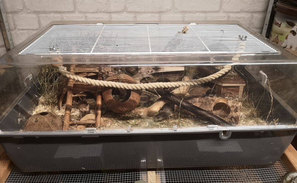 Myszak leśny (Peromyscus maniculatus)