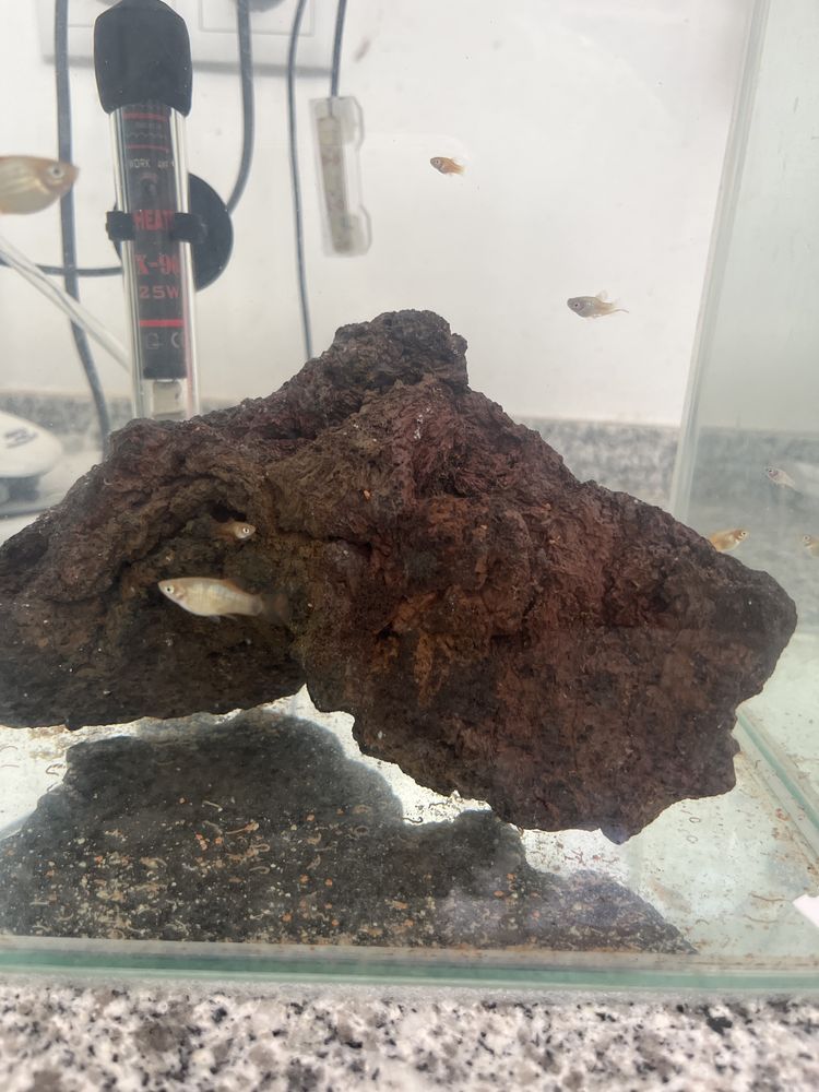 Platy juvenis variados