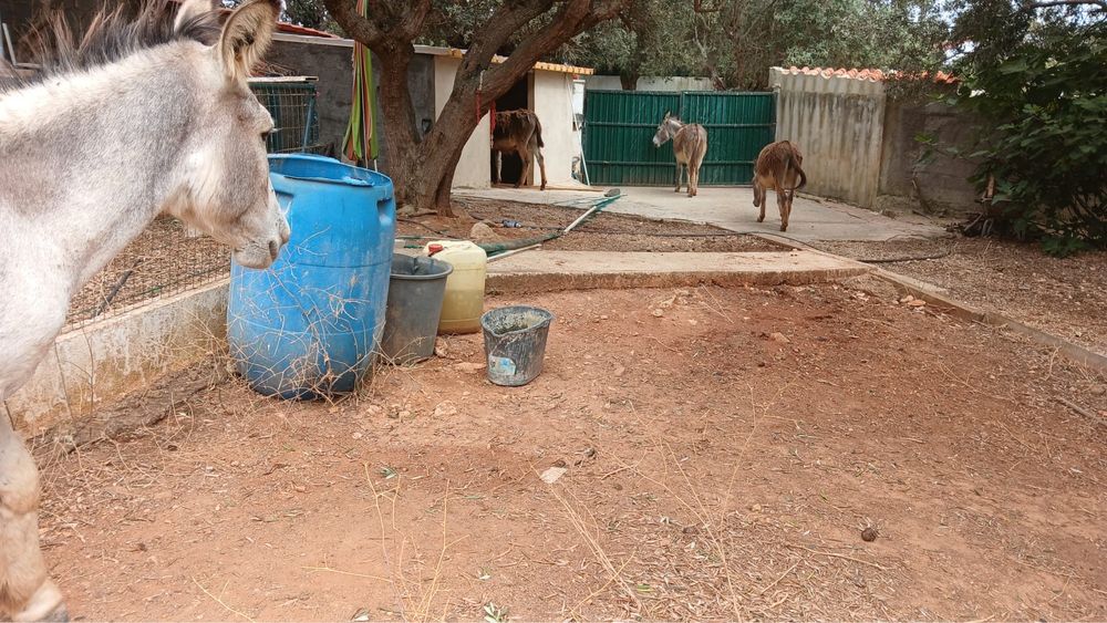 Vende-se 4 Burros em Portimao