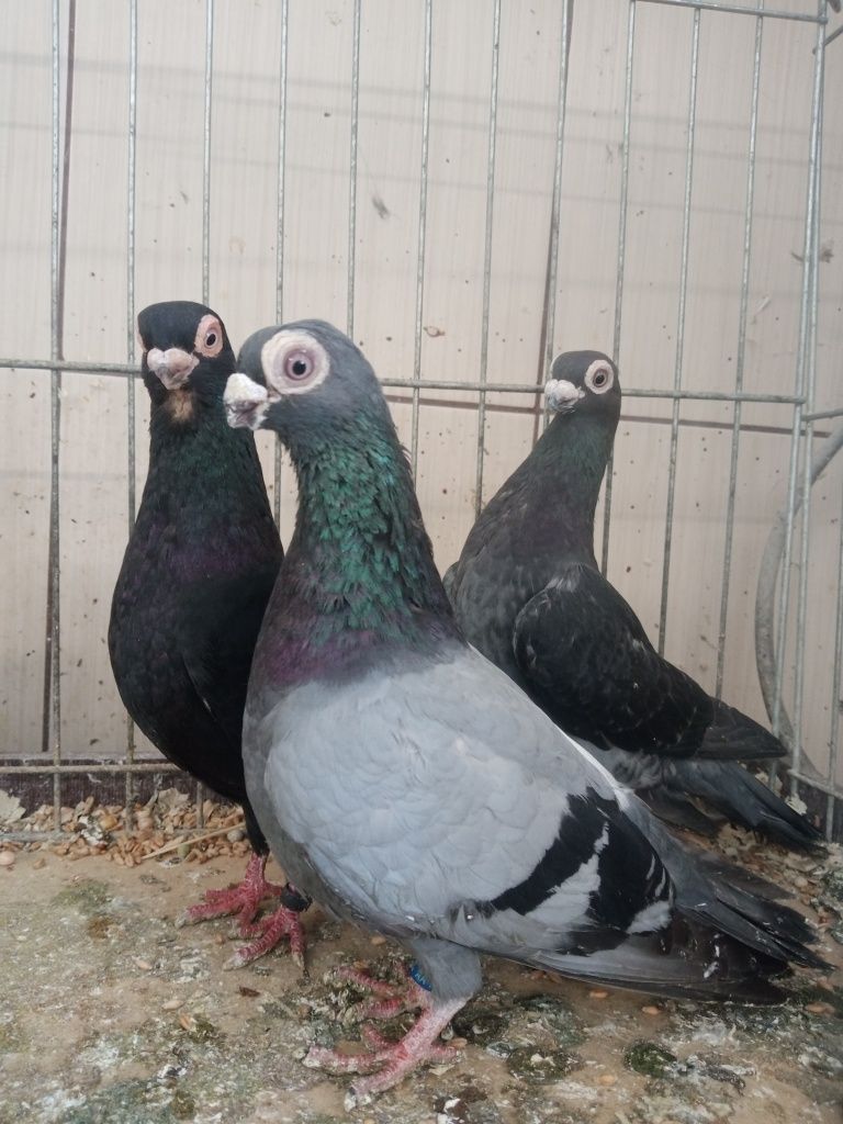 Gołębie ozdobne, brodawczaki,brodawczak