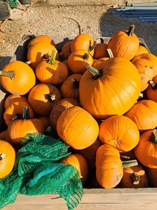 Dynia ozdobna oraz jadalna