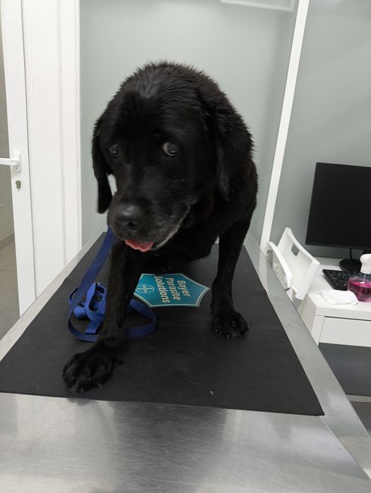 Ajuda para Labradora sénior