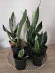 Сансевієрія 5 сортів (Сансев’єрія, Санса, Sansevieria)