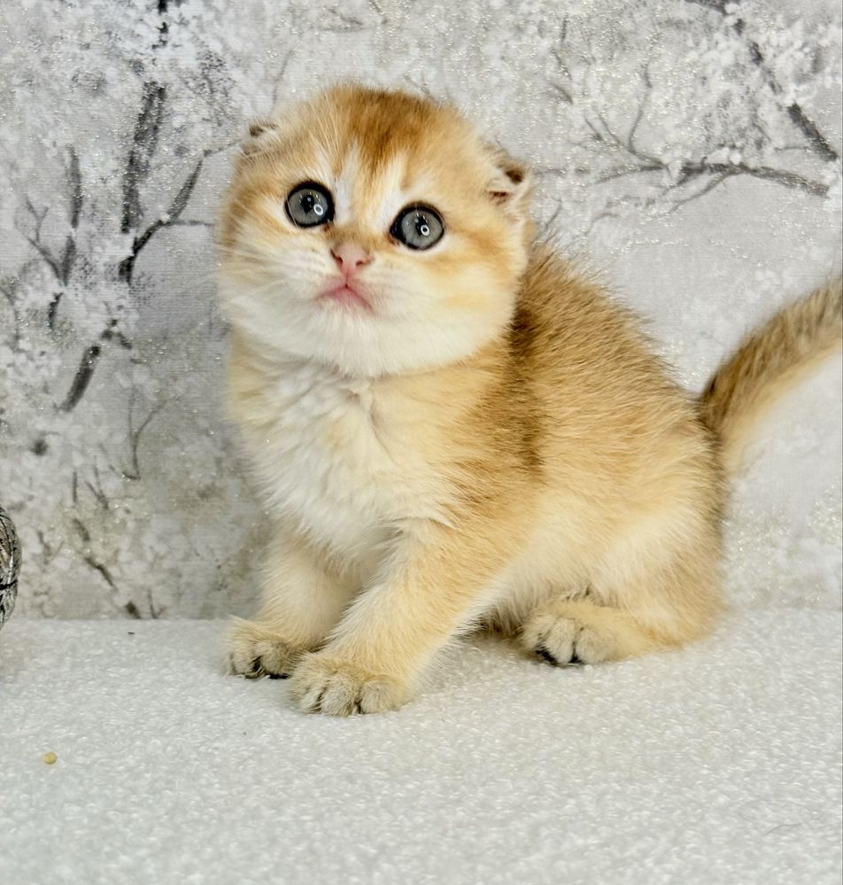 Menina scottish fold golden