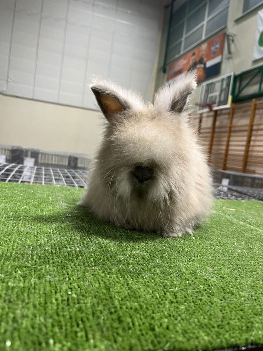 Karzełek Teddy Angora Yorczek York