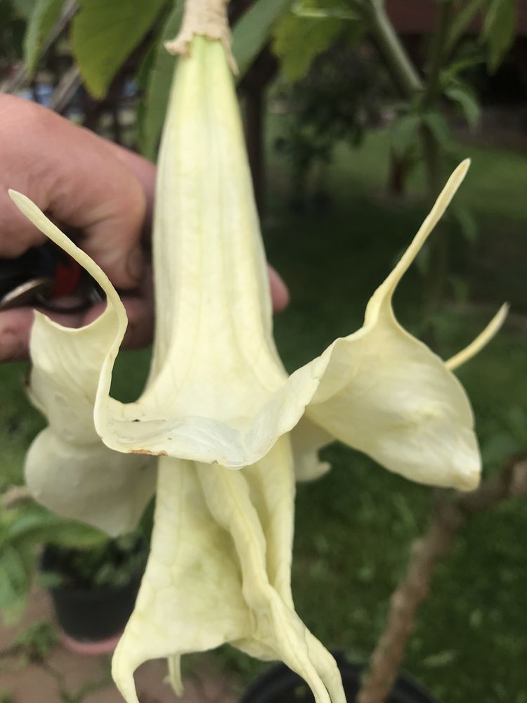 Datura -brukmansja rozowa pelna