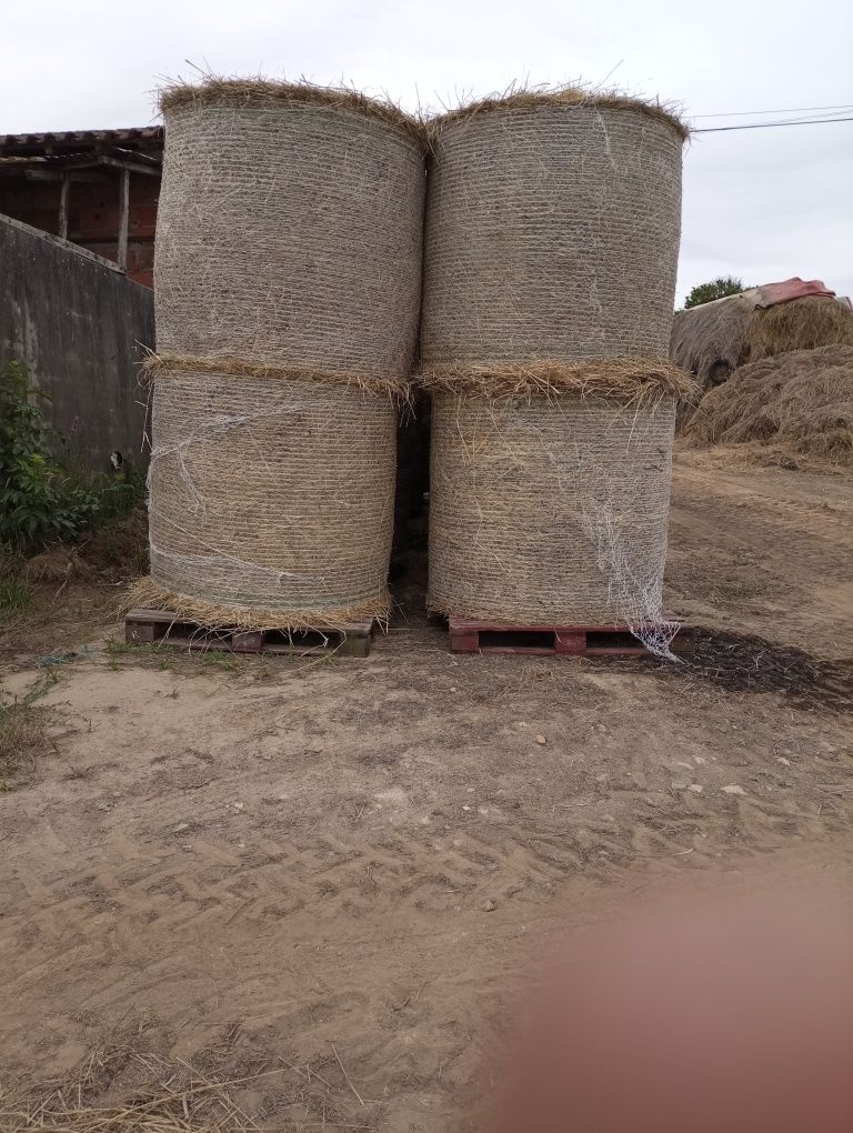 Rolos   de  feno