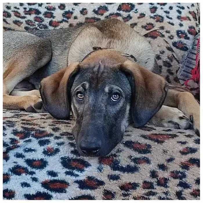 Активный пес в хорошие руки, щенок