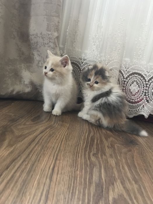 Висловухі  та прямовухі котики