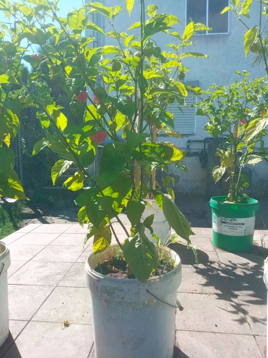 Plantas de malaguetas Carolina reaper  já com  malagueta maduras