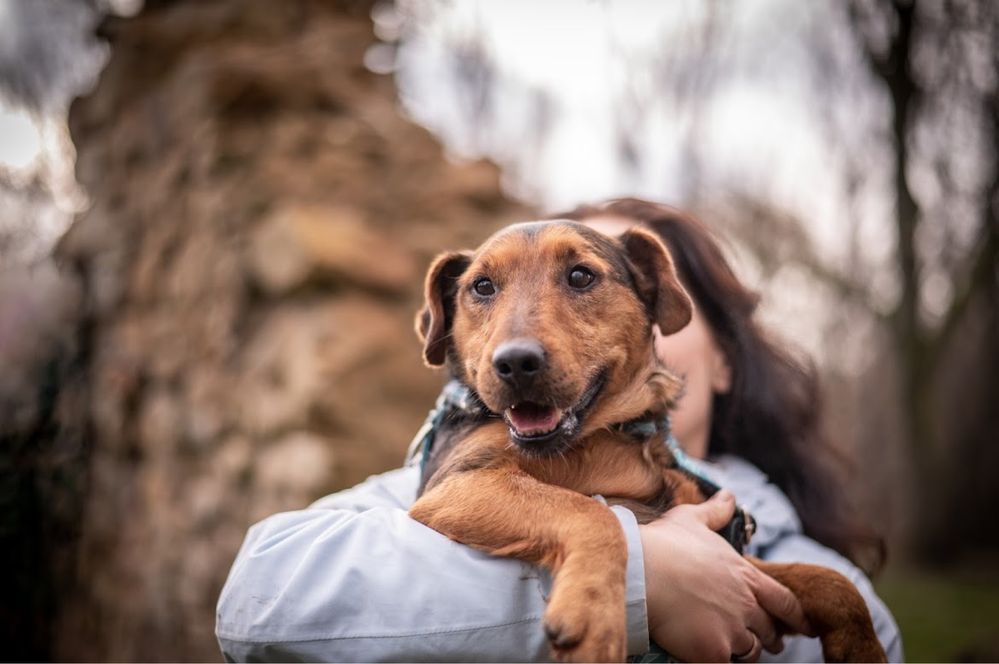 Terrier do adopcji. Wąchanie to jego pasja!