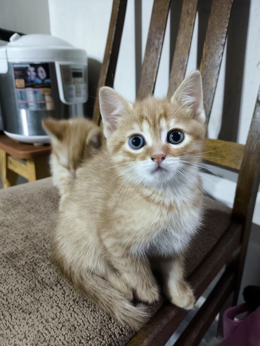 Продам шотландських кошенят.