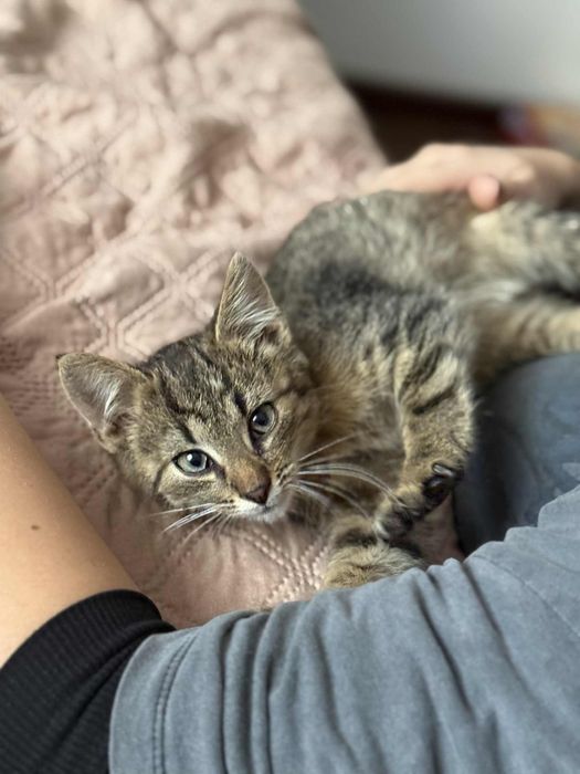 Malutki kotek do adopcji, znaleziony bezdomny