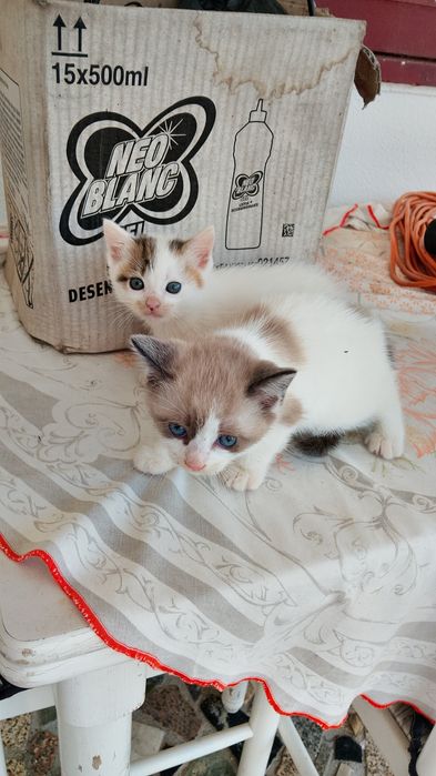 Gata para adoção