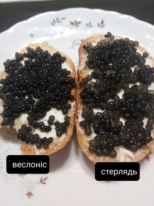 Ікра лососева, Осетрова Икра красная, щучья, чёрная