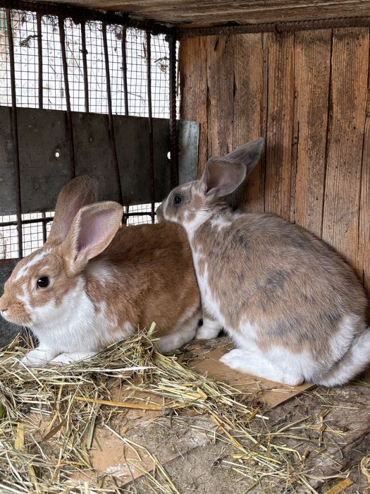 sprzedam młode samce